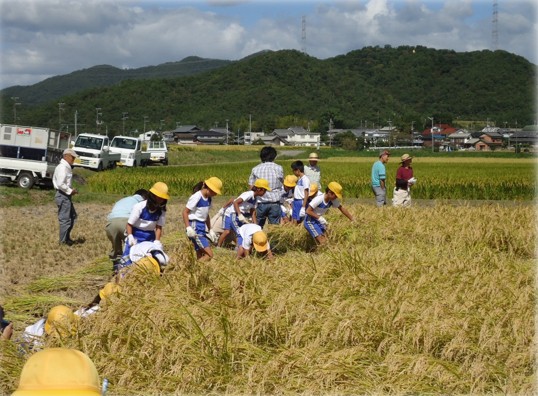稲刈り写真.png