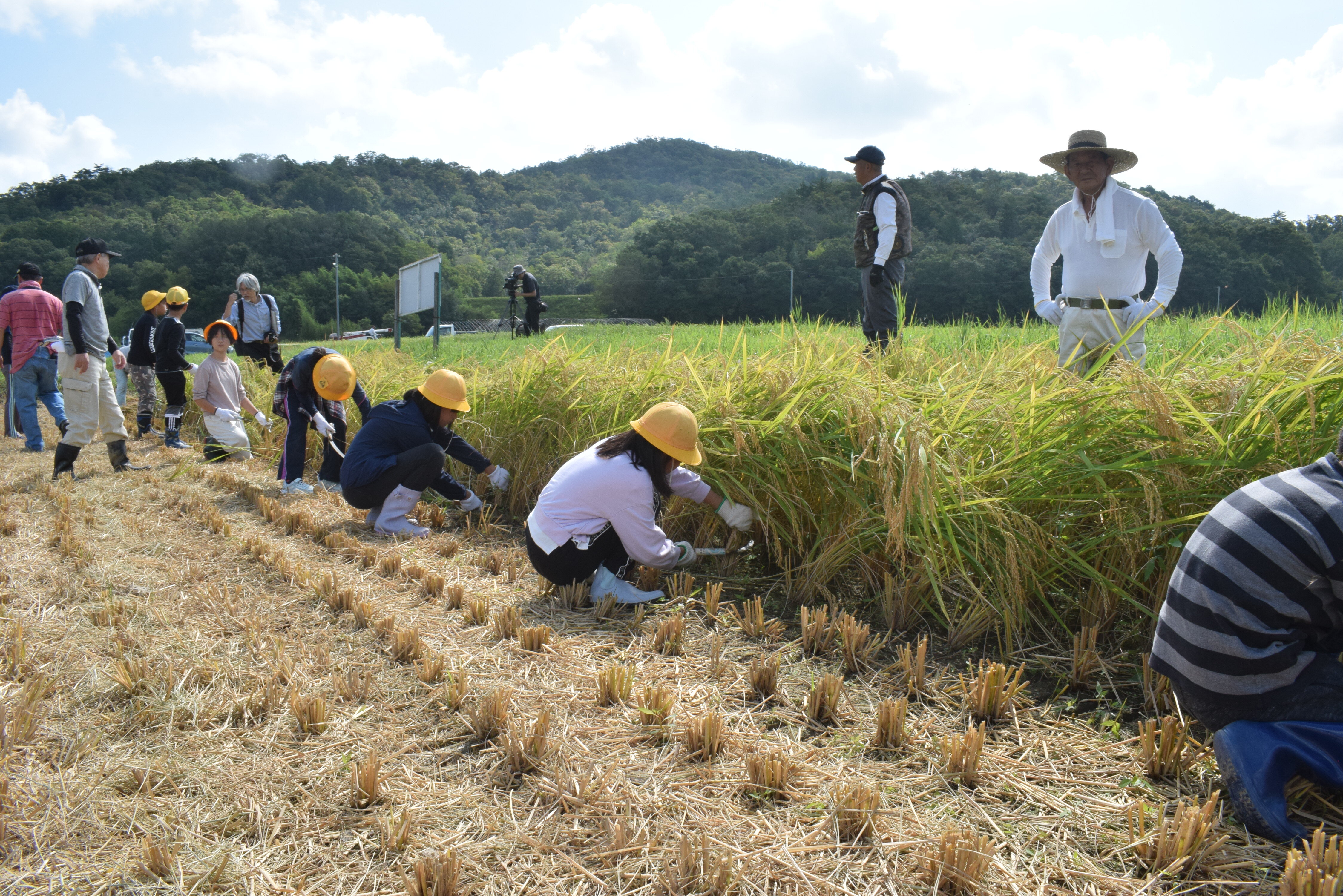 【兵庫六甲】種もみから育てた稲収穫／三田市立藍小学校 稲刈り体験実施 0905①.JPG